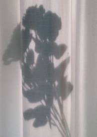 郁金香效应 郁金香效应