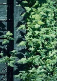 玉枝词(武侠骨科H) 玉枝词(武侠骨科H)