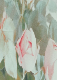 谁去拯救谁?【百合 np】 谁去拯救谁?【百合 np】