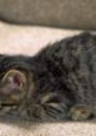 转生续情 转生续情