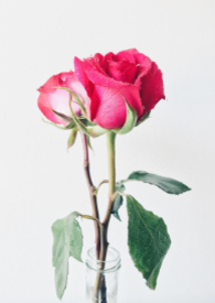 冷美人听不到告白 冷美人听不到告白